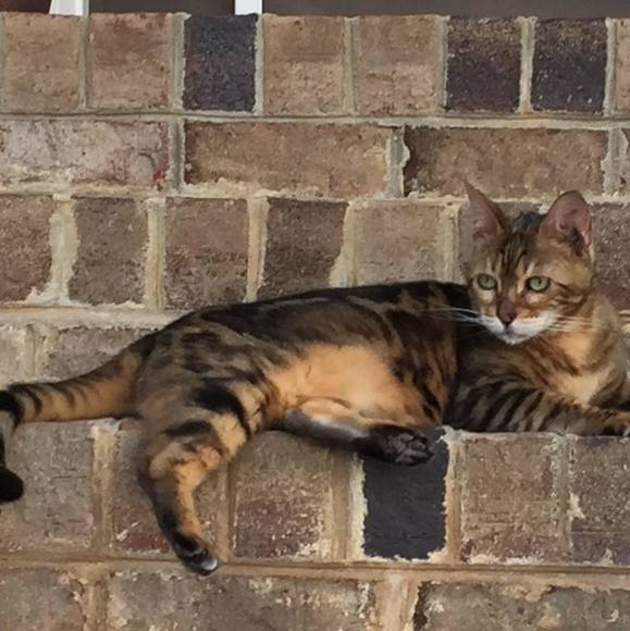 13cat